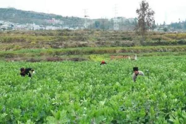 蚕豆用什么肥料施肥，要选择钾含量比较多的肥料