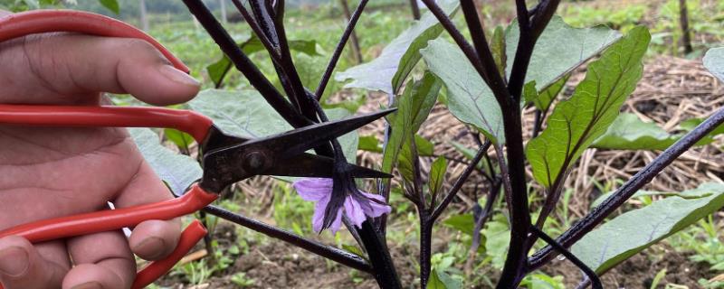 茄子立秋后怎样剪枝，要将茄子无用的枝条修剪掉