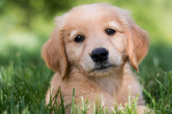 幼犬的粪便呈黄稀糊状的原因，消化不良或感染寄生虫等均会导致