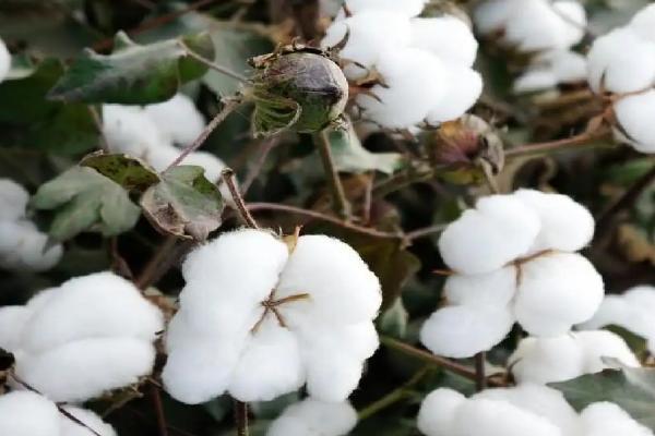 J8031棉花种子简介，适宜播期为4月15日左右