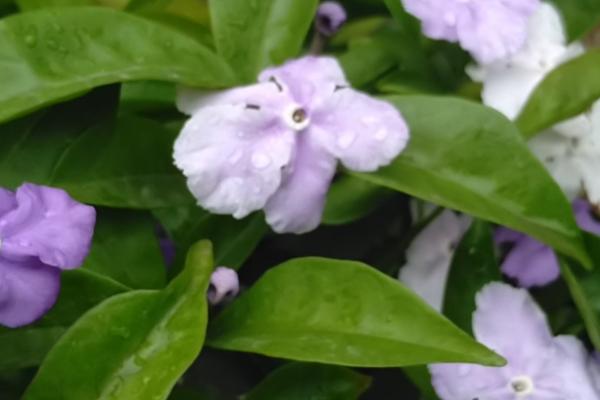 鸳鸯茉莉的养殖方法，夏季时一般在两天左右浇水一次