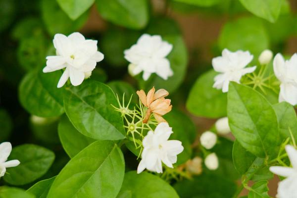 茉莉开花几天会掉落，开花1-2天后会自然掉落