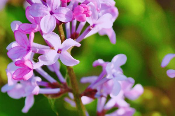 丁香花是树还是花，丁香花是树