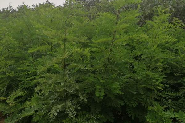 刺槐种子怎么挑选，选择通过审定并适宜本地区种植的品种