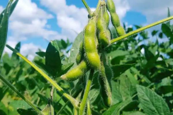 菏豆28大豆种子简介，夏播生育期平均100天