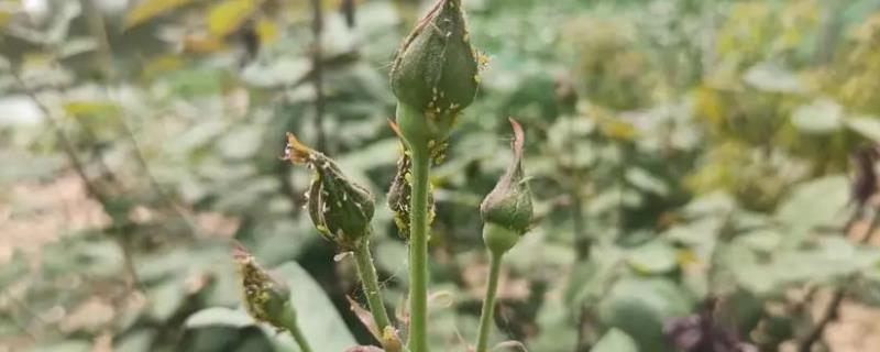 怎么防治月季花长虫子，针对不同害虫的防治方法不同