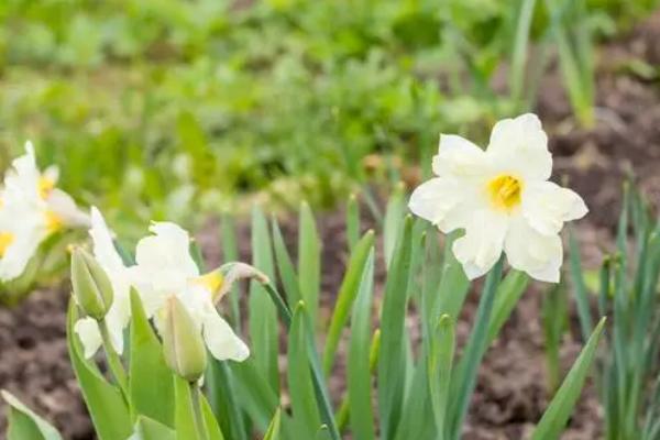 水仙花的冬天养殖方法，适温控制在5-15℃为宜