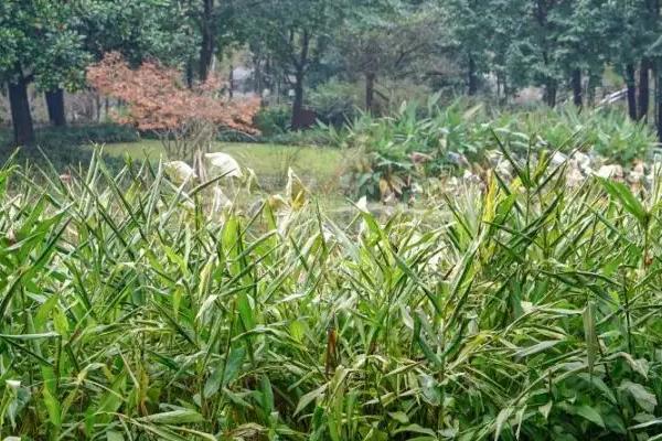 姜花的种植方法，适宜生长在疏松肥沃的土壤中