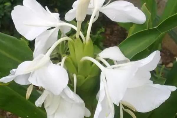 姜花的种植方法，适宜生长在疏松肥沃的土壤中