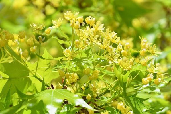 枫香树的种植要点，需定期除草