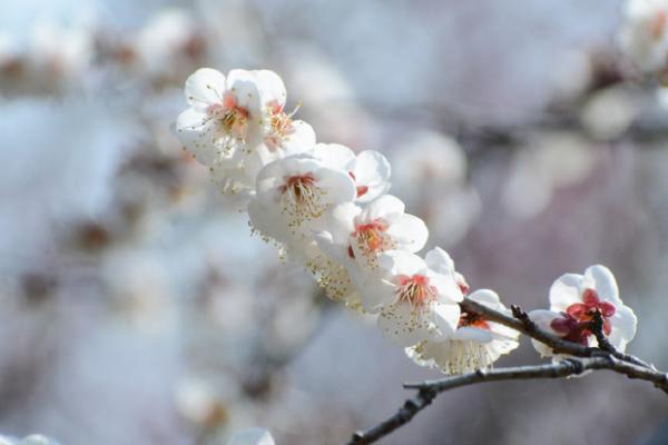 梅花的特征和特点，具有寿命长且不畏严寒等特点