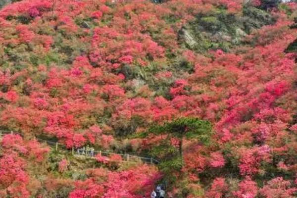 杜鹃花春季养殖方法，应每天给予全日照处理