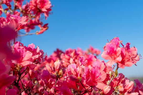 杜鹃花春季养殖方法，应每天给予全日照处理