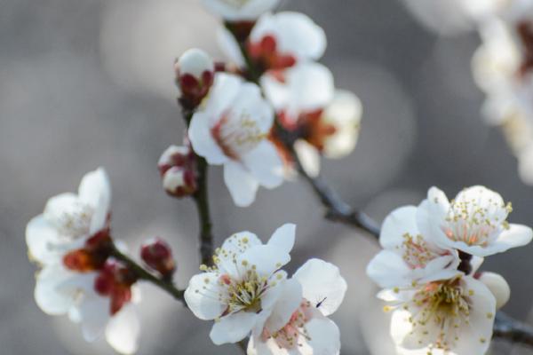 冬天开花的植物，常见的有长寿花、梅花、虎刺梅等