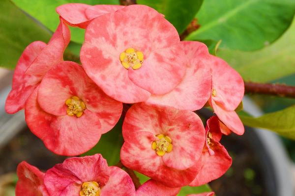 冬天开花的植物，常见的有长寿花、梅花、虎刺梅等