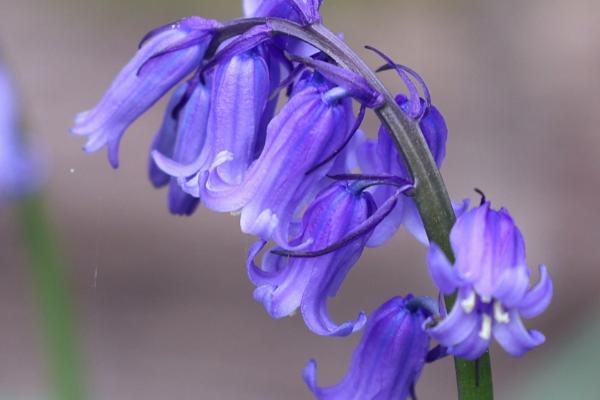 冬天开花的植物，常见的有长寿花、梅花、虎刺梅等