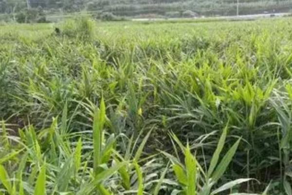 生姜的种植风险，有以下4大风险