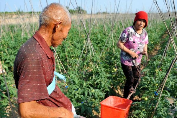 西红柿什么时候施肥，移栽前需要在土壤中加入底肥