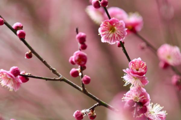 梅花是不是国花，目前不属于国花