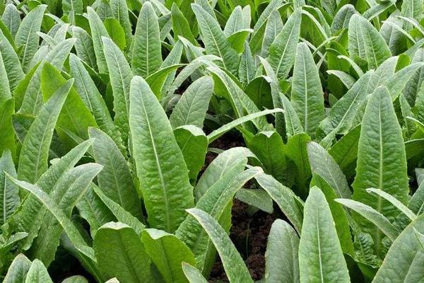 生菜和油麦菜是十字花科植物吗，都不属于十字花科