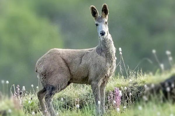 有哪些反刍动物，包括牛、绵羊、鼷鹿、长颈鹿、林麝等品种