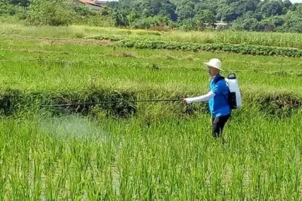 水稻病虫害如何防治，不同病虫害的防治方法不同