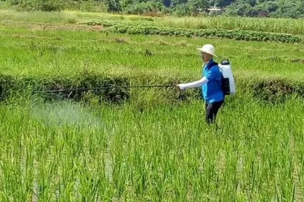 水稻病虫害如何防治，不同病虫害的防治方法不同