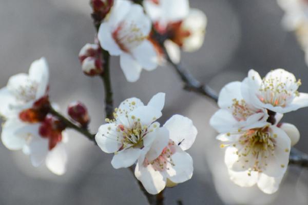 梅花的叶子干焦怎么办，需控制肥量或适量浇水等