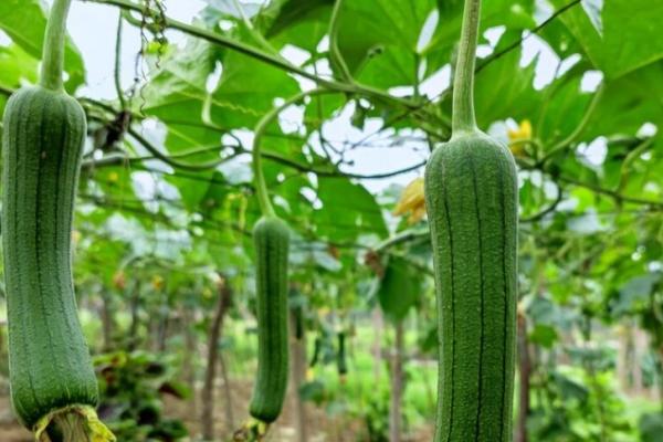 丝瓜的种植技术，播种前需浸种