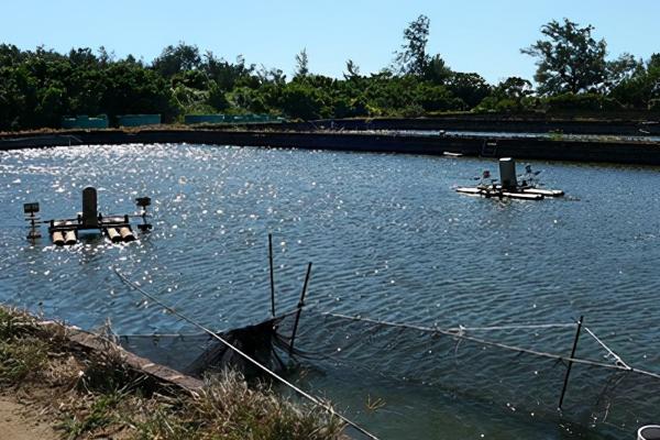 养甲鱼池塘怎么修建，池中要设摄食和休息场所