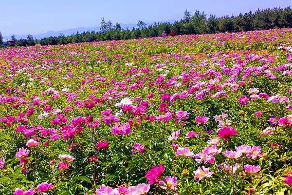 芍药病虫害如何防治，不同病害的防治方法不同