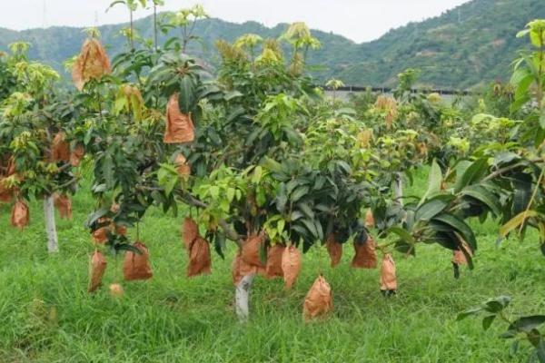 芒果适合哪些地方种植，适宜在光照良好、气候温暖的地方种植