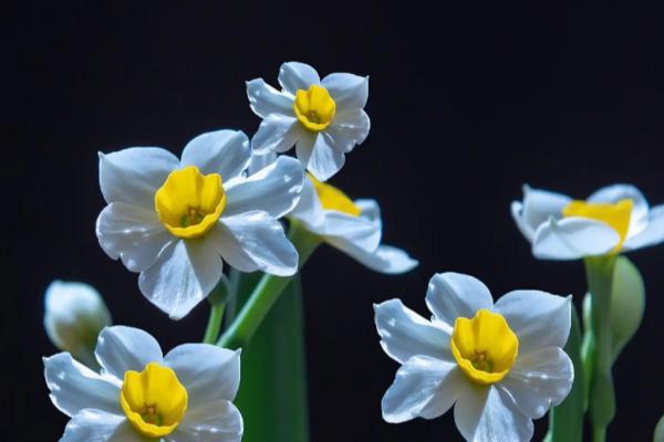 水仙花简介，属于单子叶植物