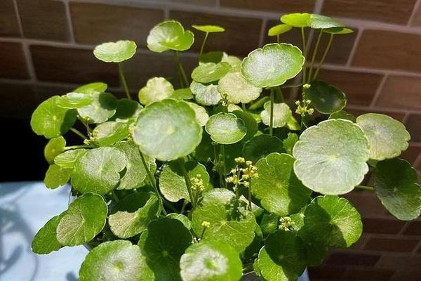 铜钱草的种植方法，浸种出苗后再栽种