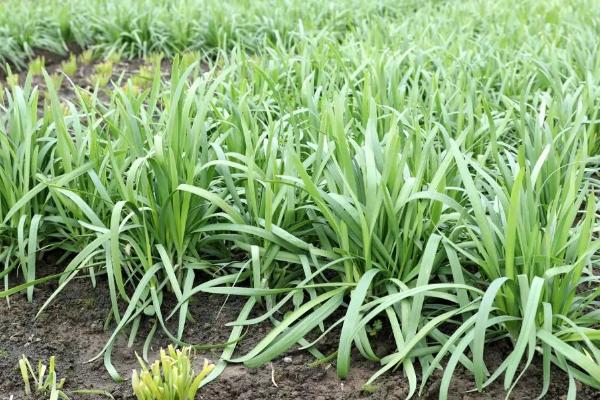 种植韭菜怎么防治地下害虫，害虫高发期可浇灌晶体敌百虫溶液