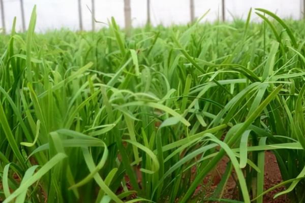 种植韭菜怎么防治地下害虫，害虫高发期可浇灌晶体敌百虫溶液