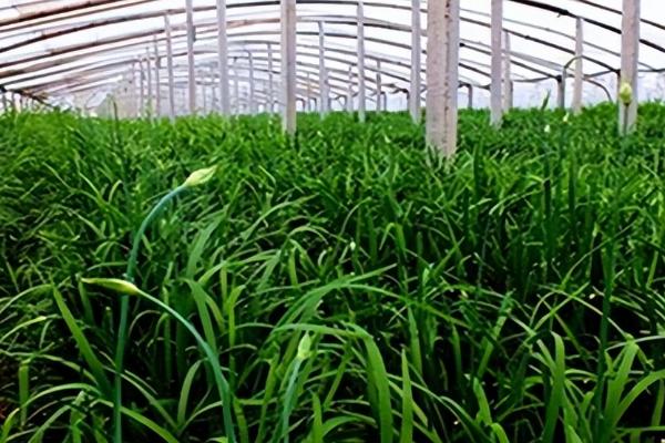 种植韭菜怎么防治地下害虫，害虫高发期可浇灌晶体敌百虫溶液