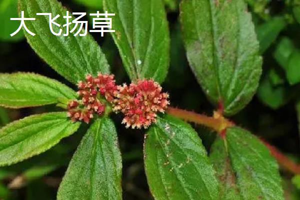 大飞扬草与小飞扬草的区别是什么，叶片、茎杆、花朵、习性均不同