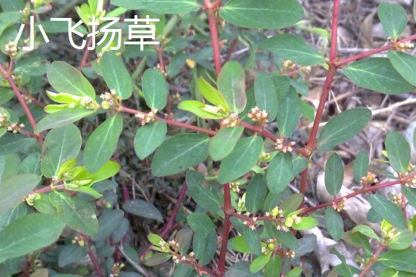 大飞扬草与小飞扬草的区别是什么，叶片、茎杆、花朵、习性均不同