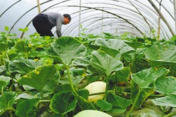 东方蜜种植技术，育苗时要确保土壤重的水分和温度