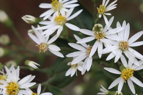 秋天有哪些常见的花开，常见的有芙蓉花、金花茶等