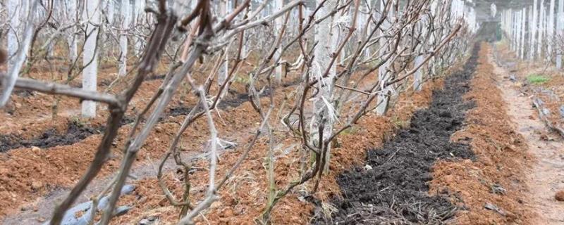 葡萄生长期如何施肥，不同生长阶段所需肥不同