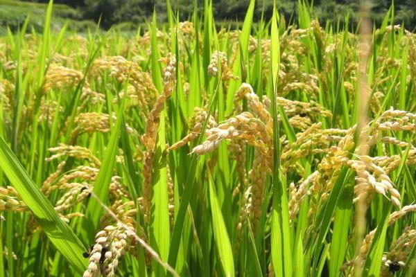 科两优105水稻种子简介，插植密度20厘米×20厘米