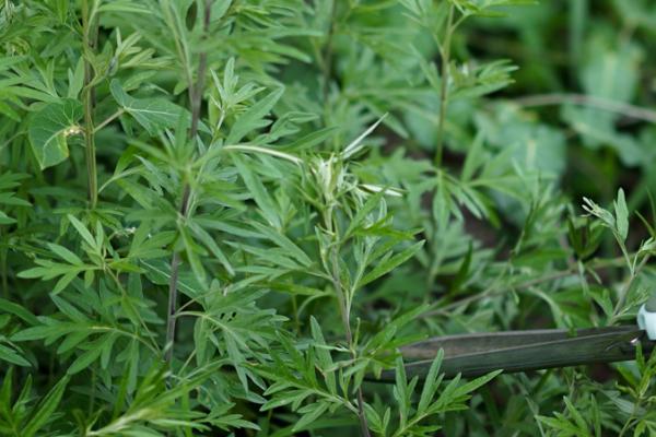 野生艾草的形状特征，其主根通常比植物要粗长