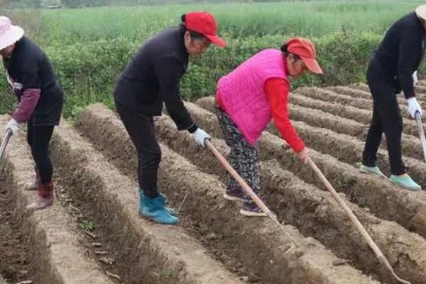 播种的正确步骤，首先要准备适宜的盆土