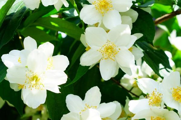 茉莉花的种植方法，后期每隔3天浇一次水