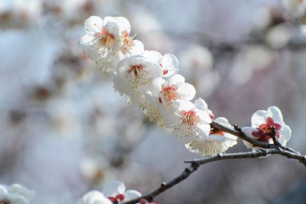 哪些花二月开，有桃花、梅花、茶花等