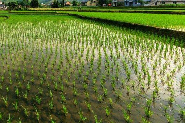 两优3995水稻种子介绍，注意及时防治病虫害