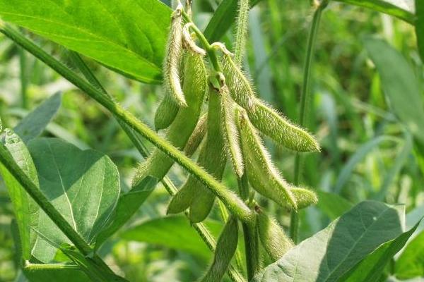 赣豆10号大豆品种的特性，春播全生育期101天