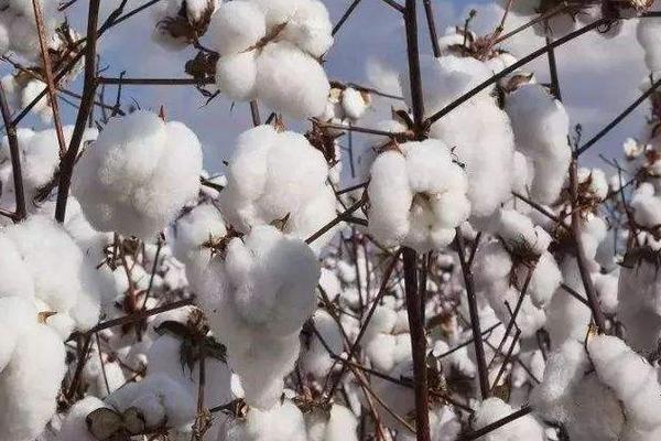 沙杂10号棉花种子特征特性，全生育期131.6天